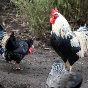 Schwarzweißer Italiener Hahn
